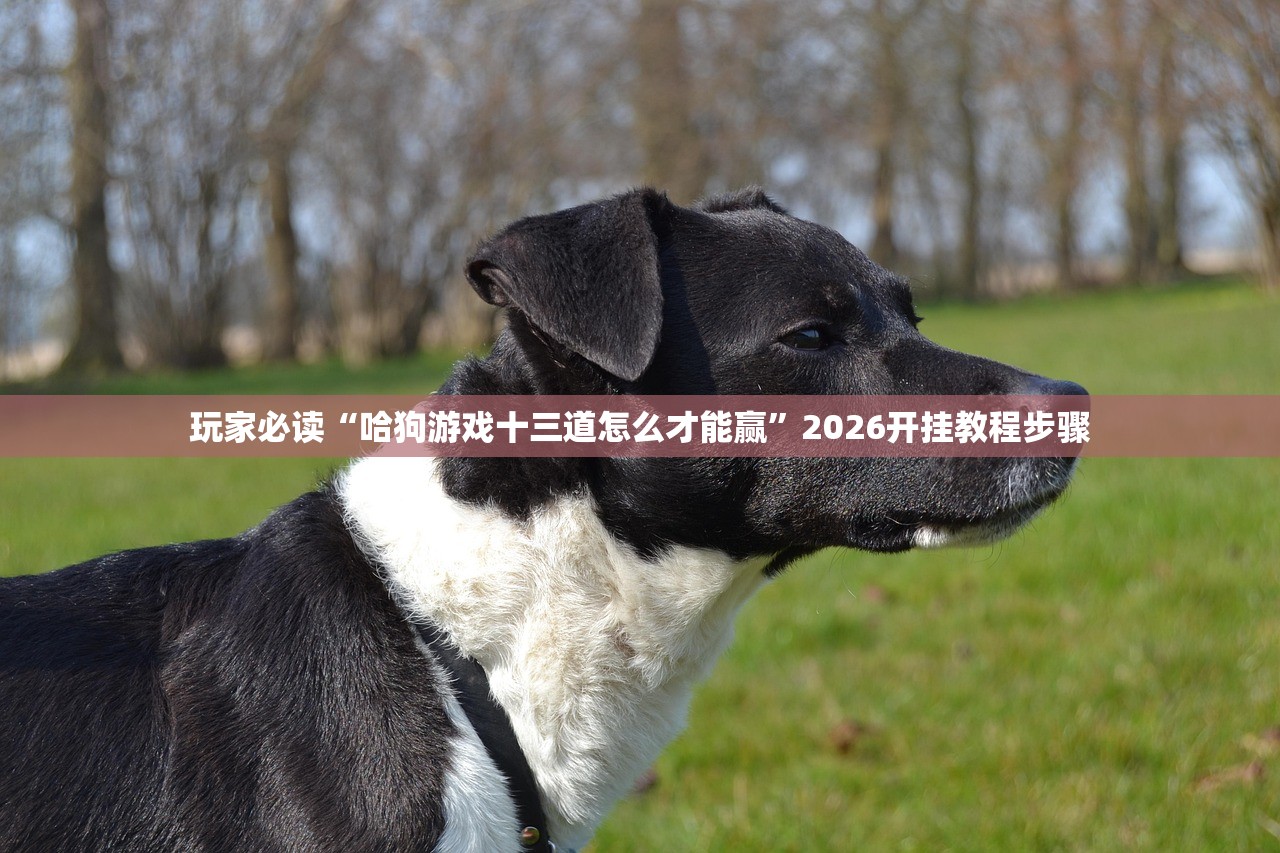 玩家必读“哈狗游戏十三道怎么才能赢”2026开挂教程步骤