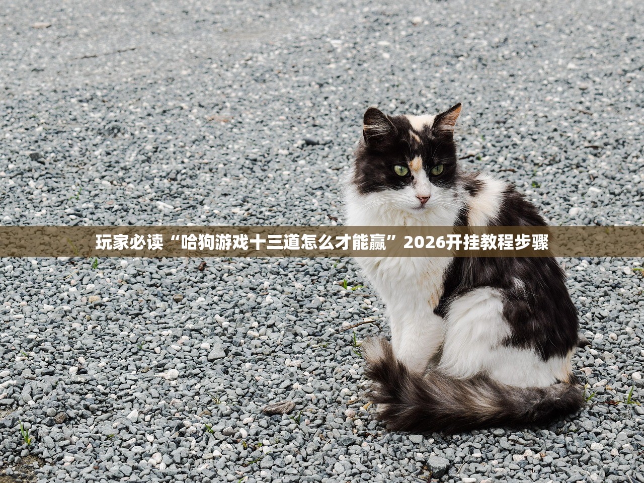 玩家必读“哈狗游戏十三道怎么才能赢	”2026开挂教程步骤