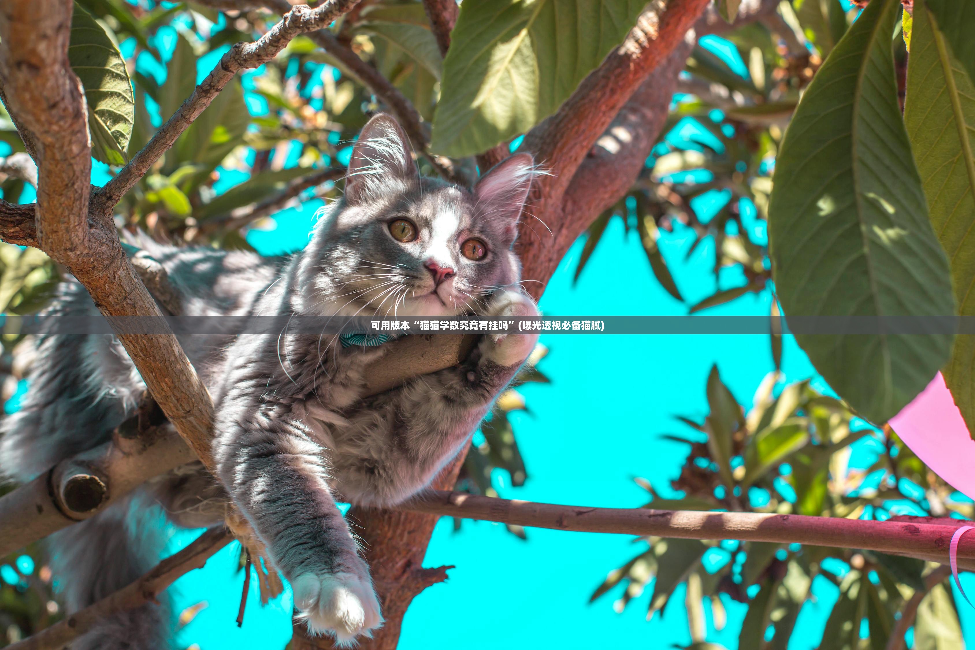 可用版本“猫猫学数究竟有挂吗”(曝光透视必备猫腻)