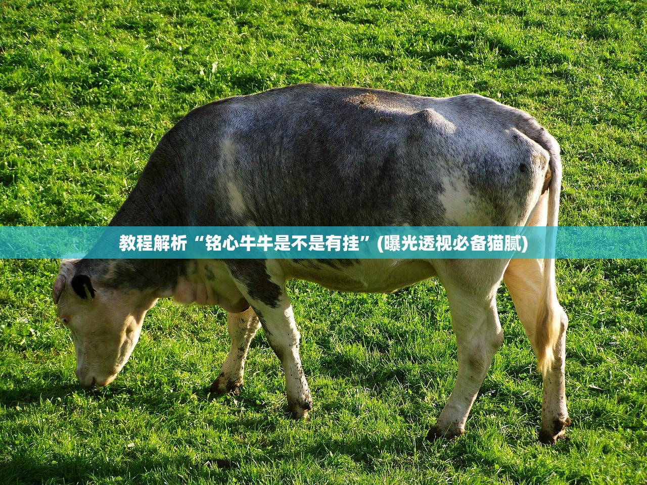 教程解析“铭心牛牛是不是有挂”(曝光透视必备猫腻)