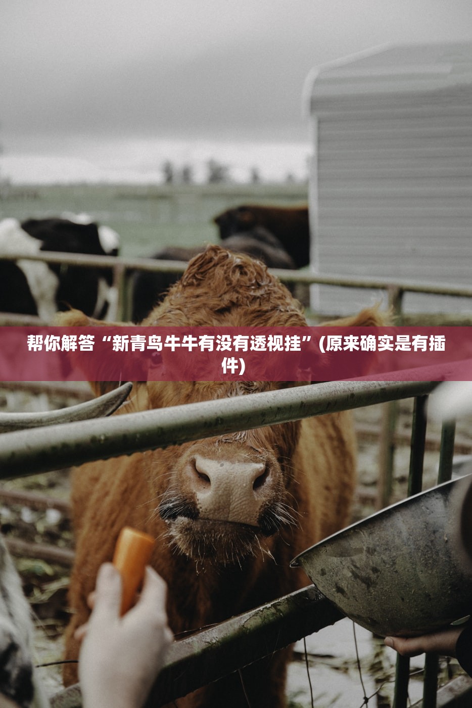 实测辅助“新518互游牛牛有透视挂吗	”揭秘透视辅助万能挂用法