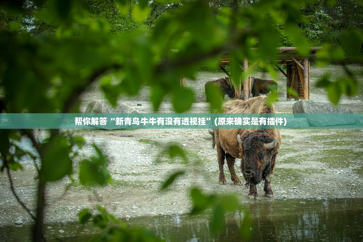 帮你解答“新青鸟牛牛有没有透视挂”(原来确实是有插件) 