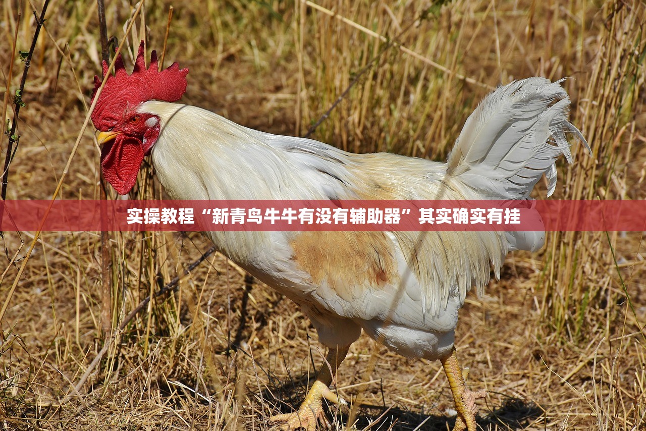 实操教程“新青鸟牛牛有没有辅助器”其实确实有挂