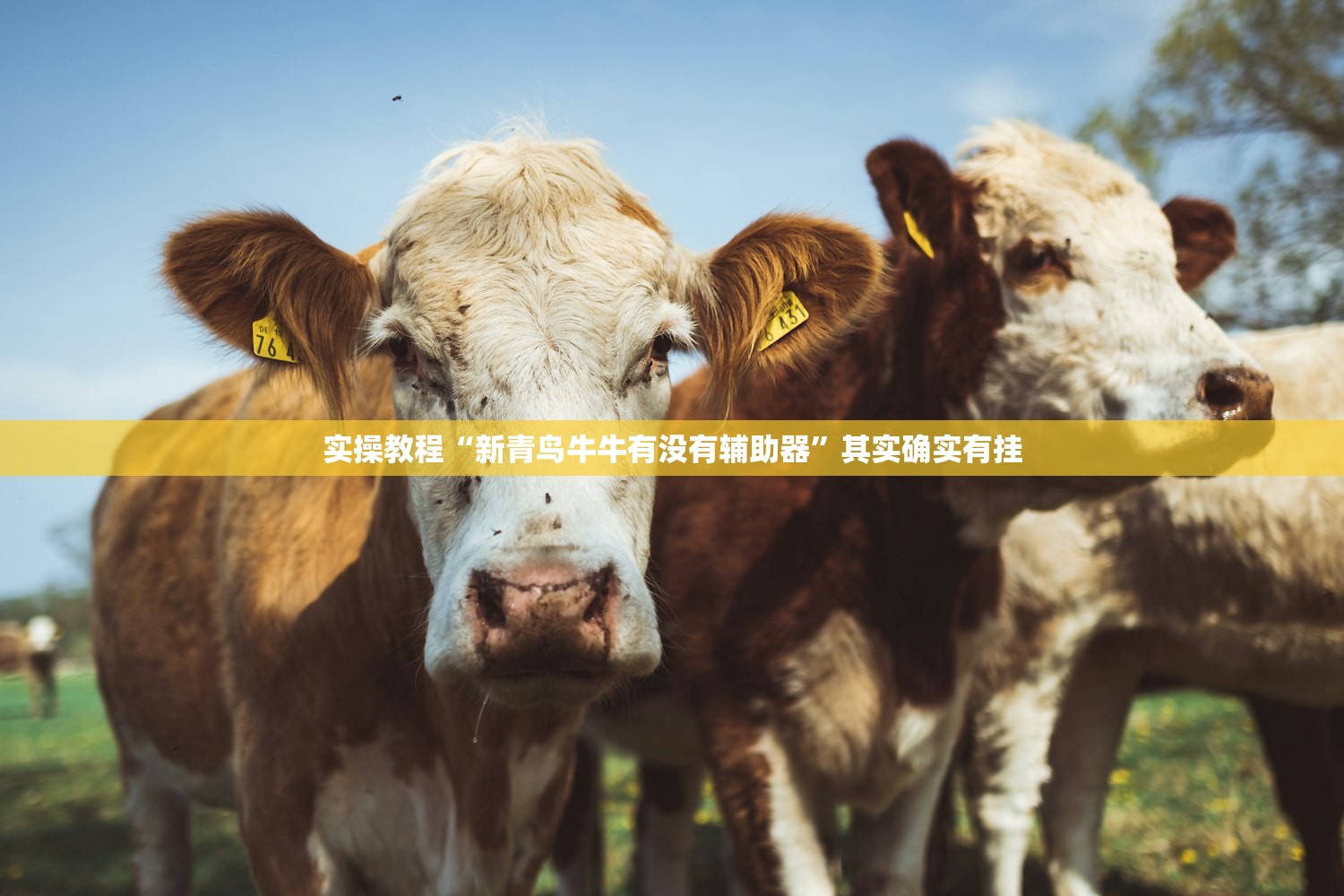安装程序教程“炫酷众娱到底有挂吗”通用版下载教程！