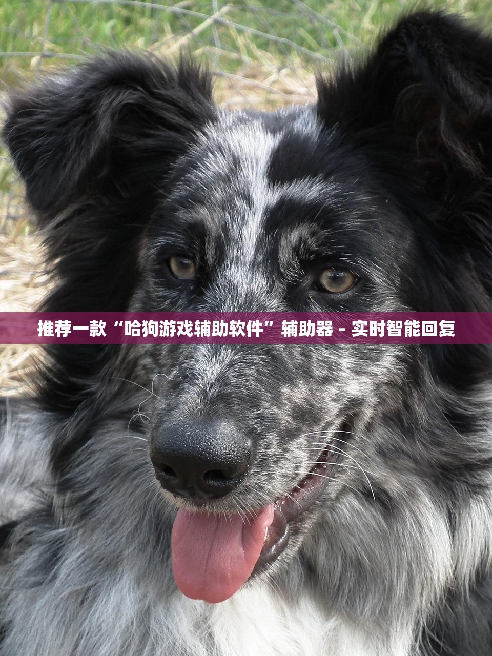 推荐一款“哈狗游戏辅助软件”辅助器 – 实时智能回复