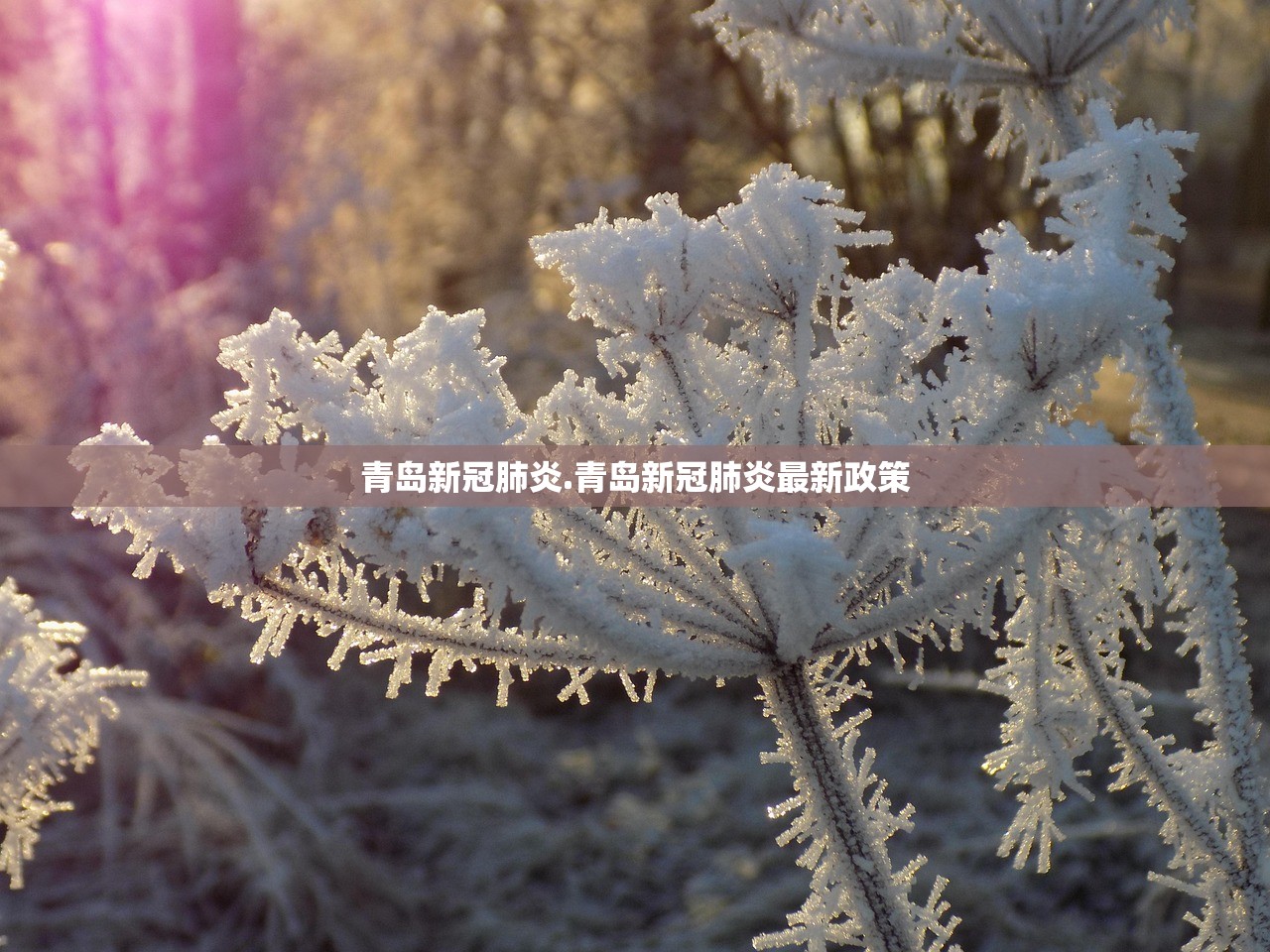 青岛新冠肺炎.青岛新冠肺炎最新政策